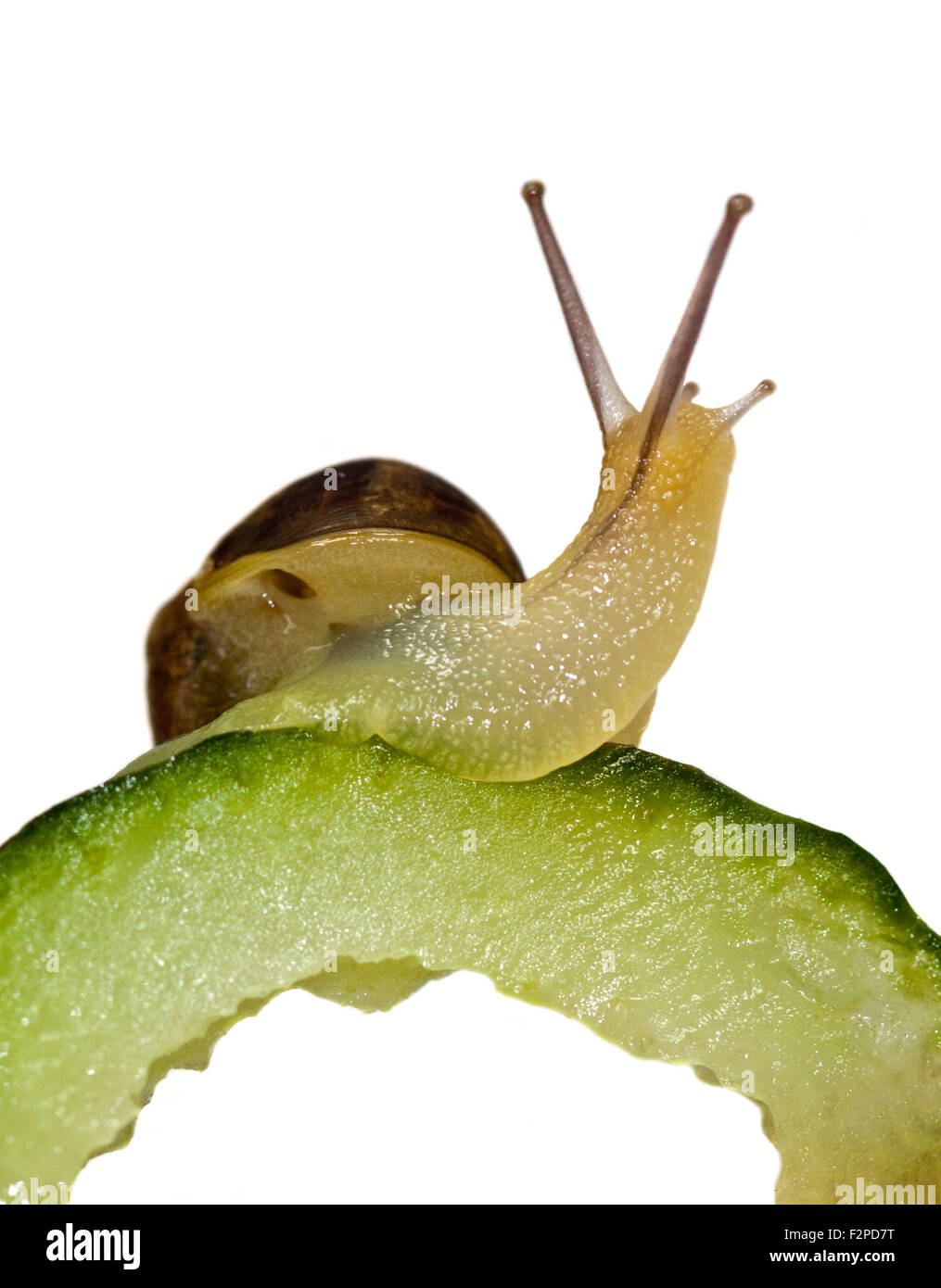 Baby Garden Snail (helix aspersa/cornu aspersum) 30 days old on