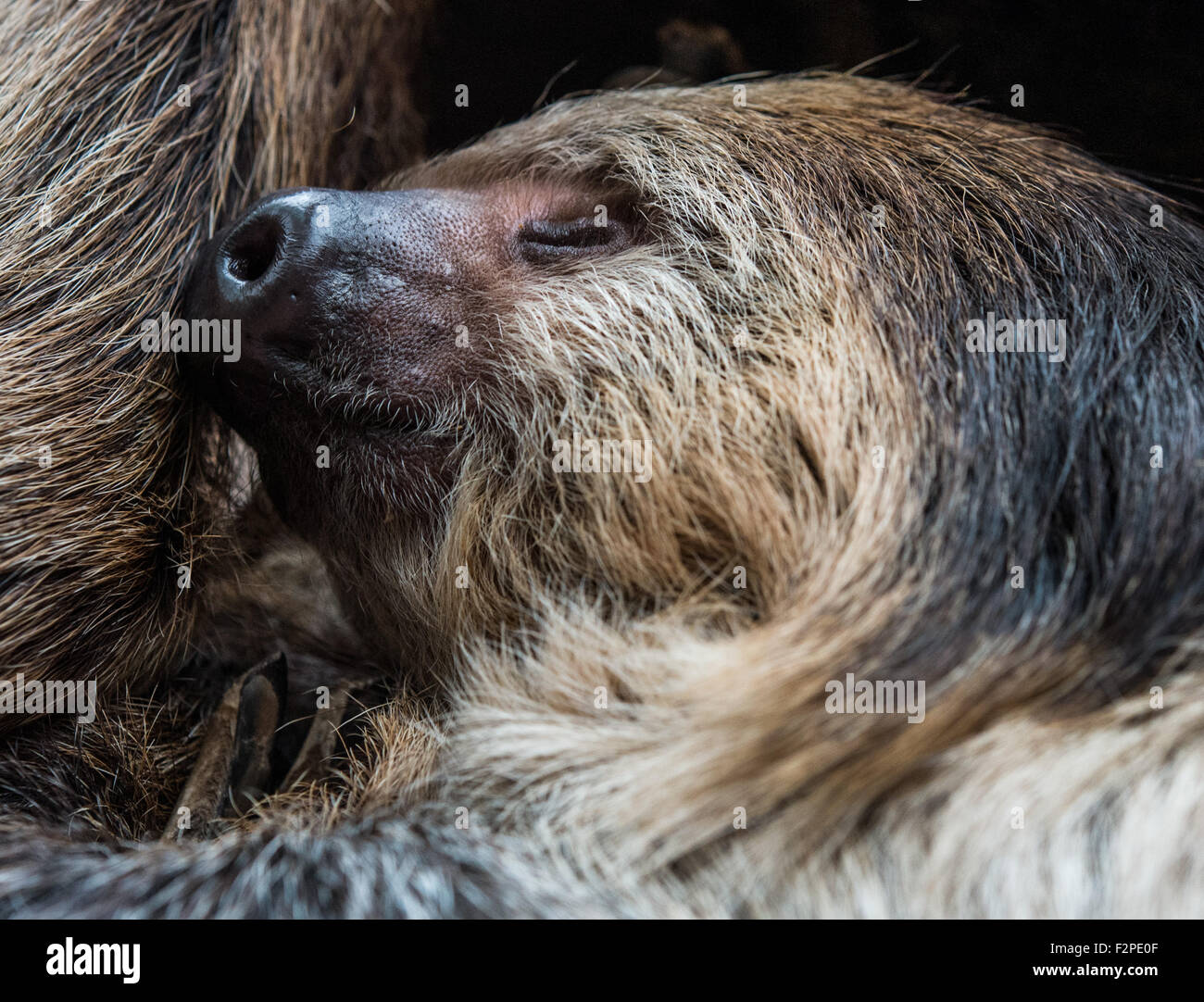 Dortmund, Germany. 22nd Sep, 2015. A Linne's two-toed sloth sleeping in the zoo in Dortmund, Germany, 22 September 2015. The nocturnal animals spend most of the day asleep. PHOTO: BERND THISSEN/DPA/Alamy Live News Stock Photo