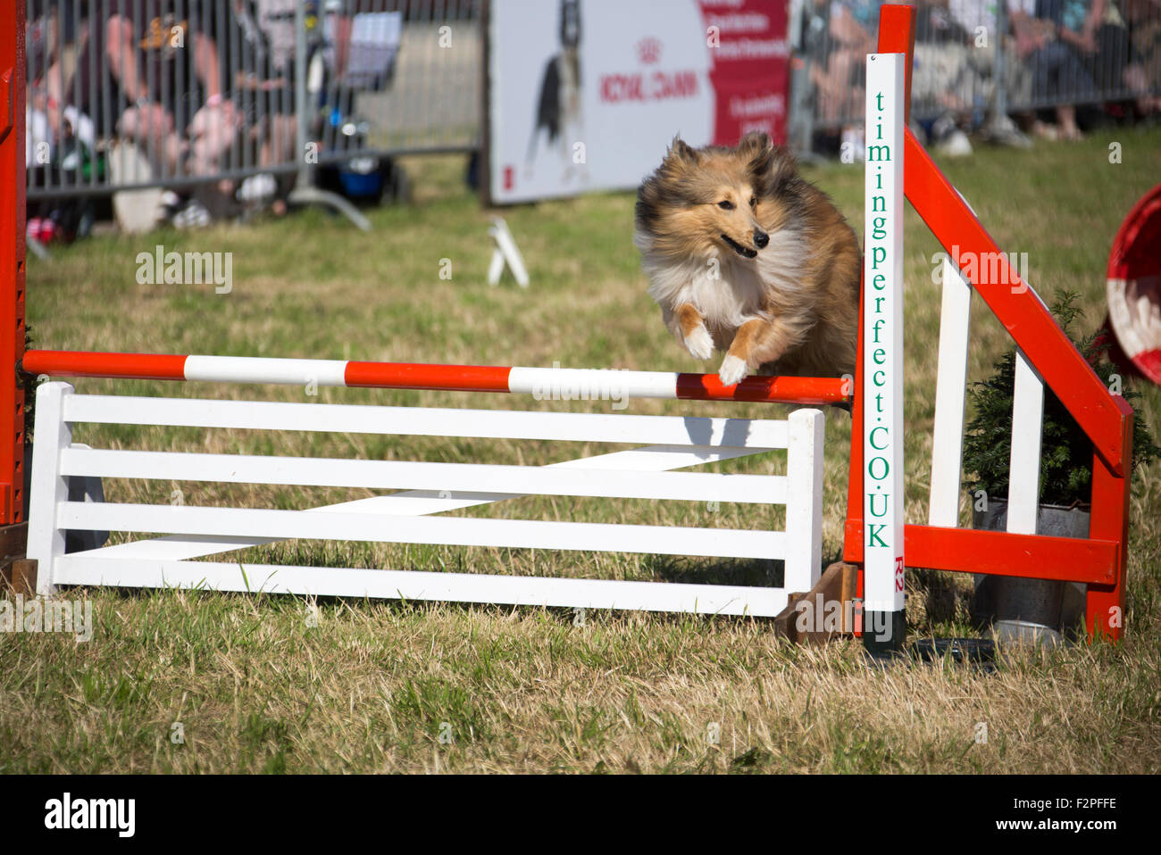 Agility fence hires stock photography and images Alamy