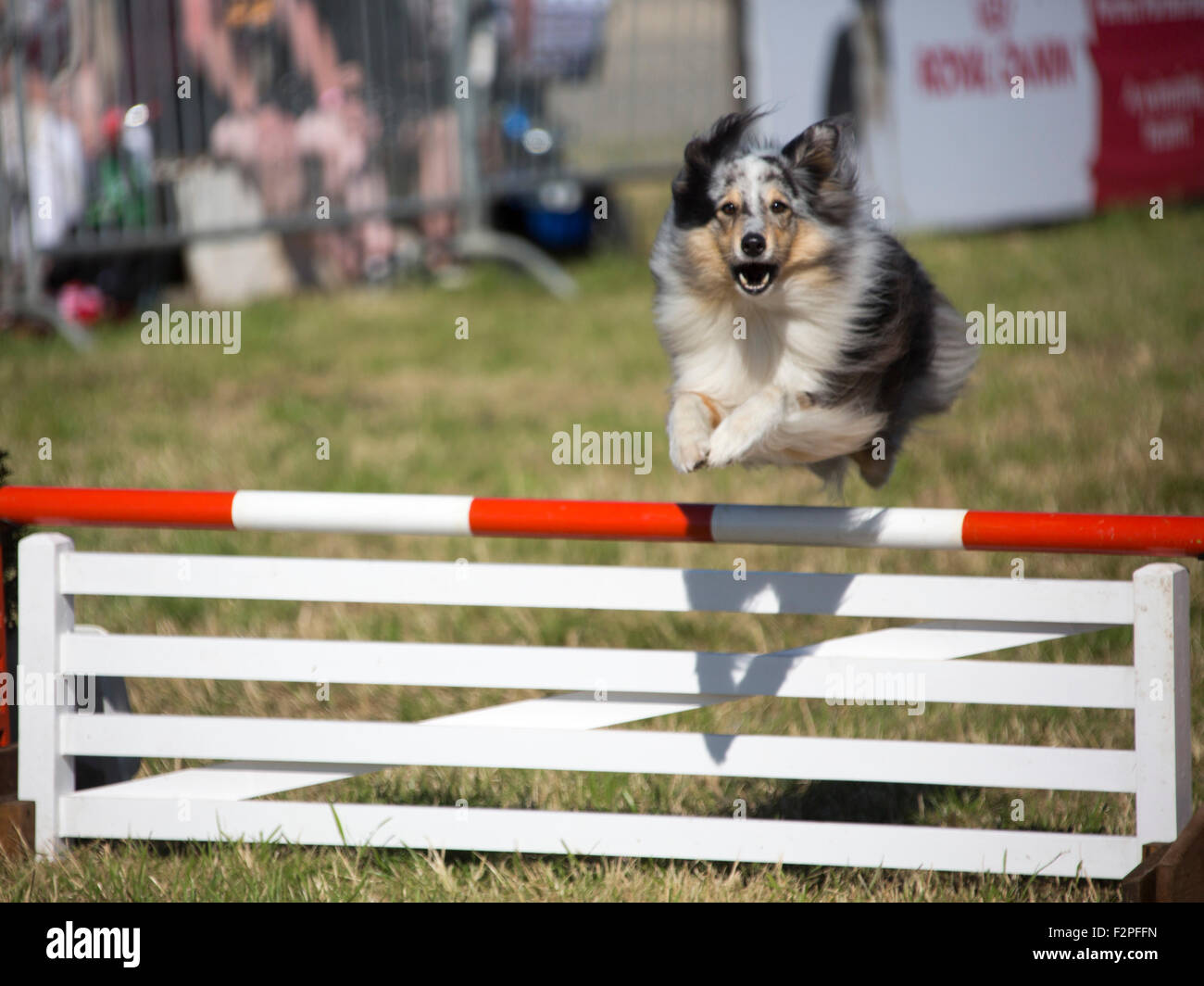 Dog Jump Fence High Resolution Stock Photography and Images Alamy