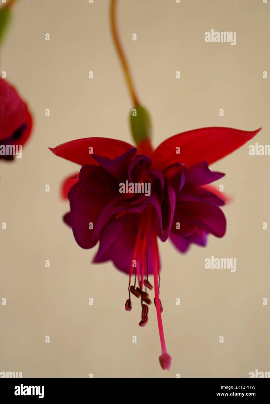 Purple flower hanging Stock Photo Alamy