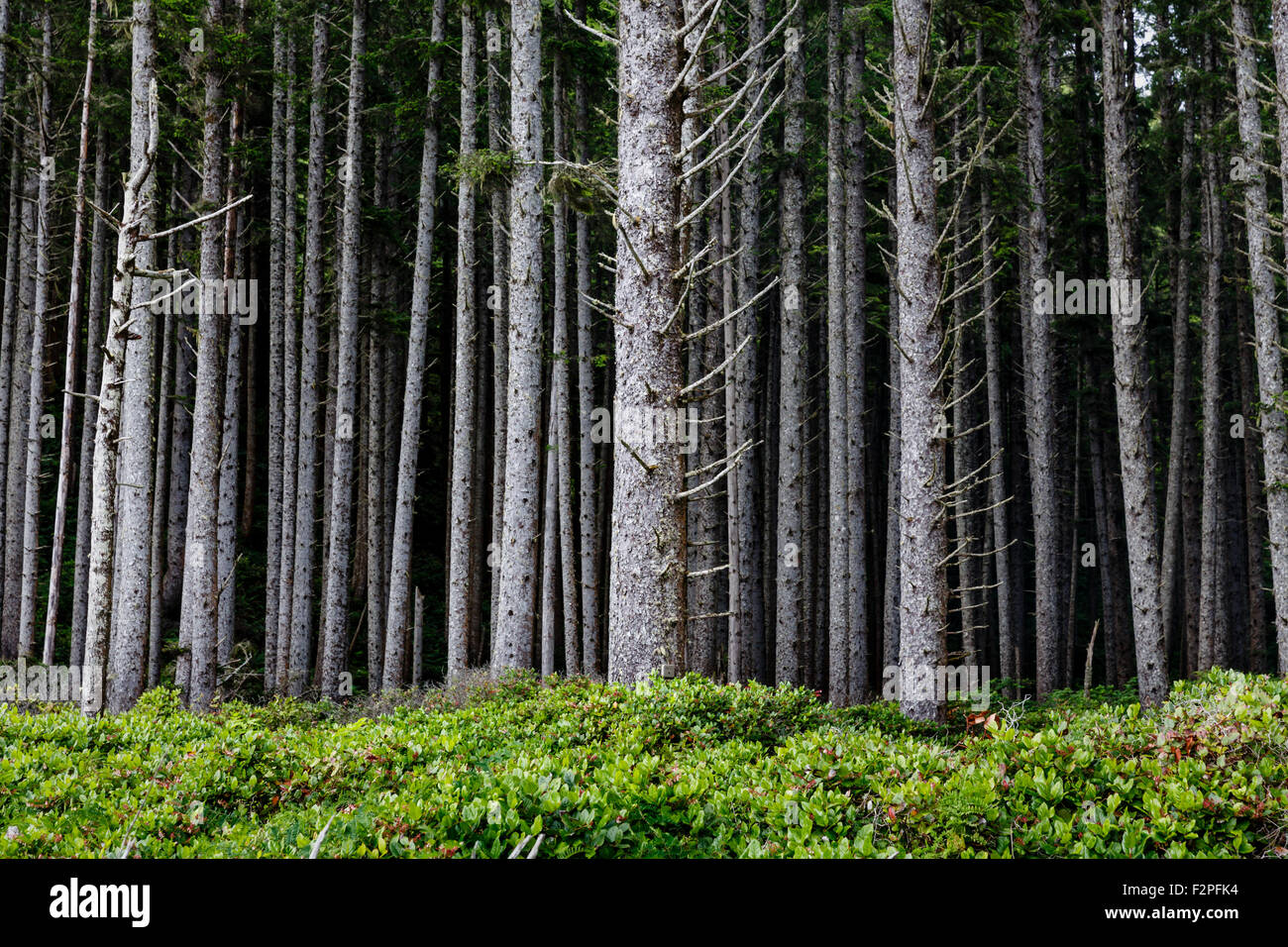 Tall straight pine trees rise along the edge of woods Stock Photo - Alamy