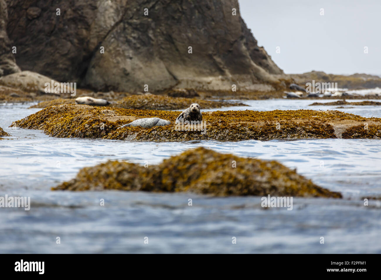 Seals resting on rocks offshore Stock Photo