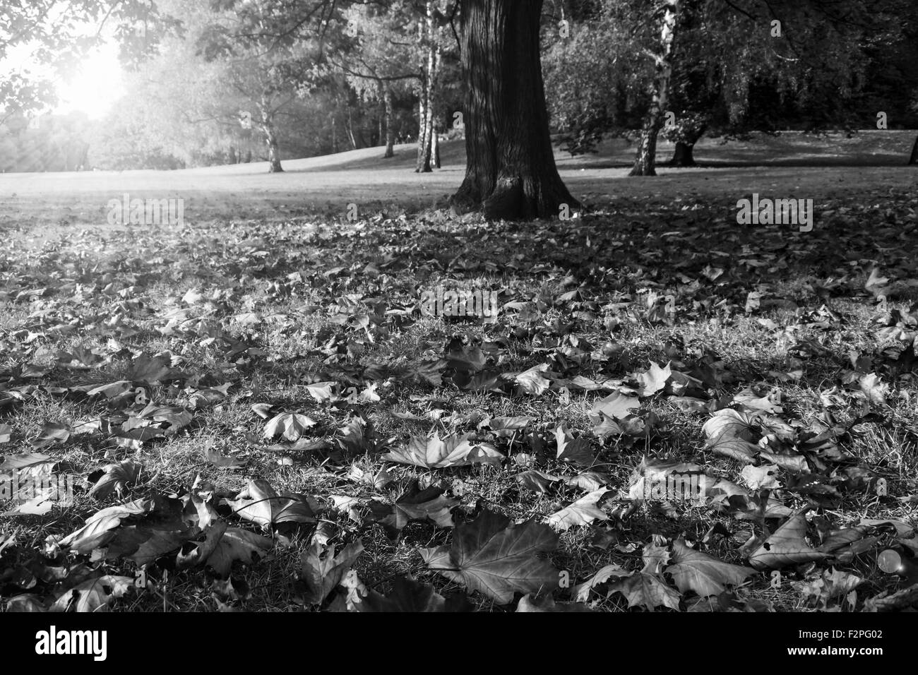 Autumn park monochrome Stock Photo