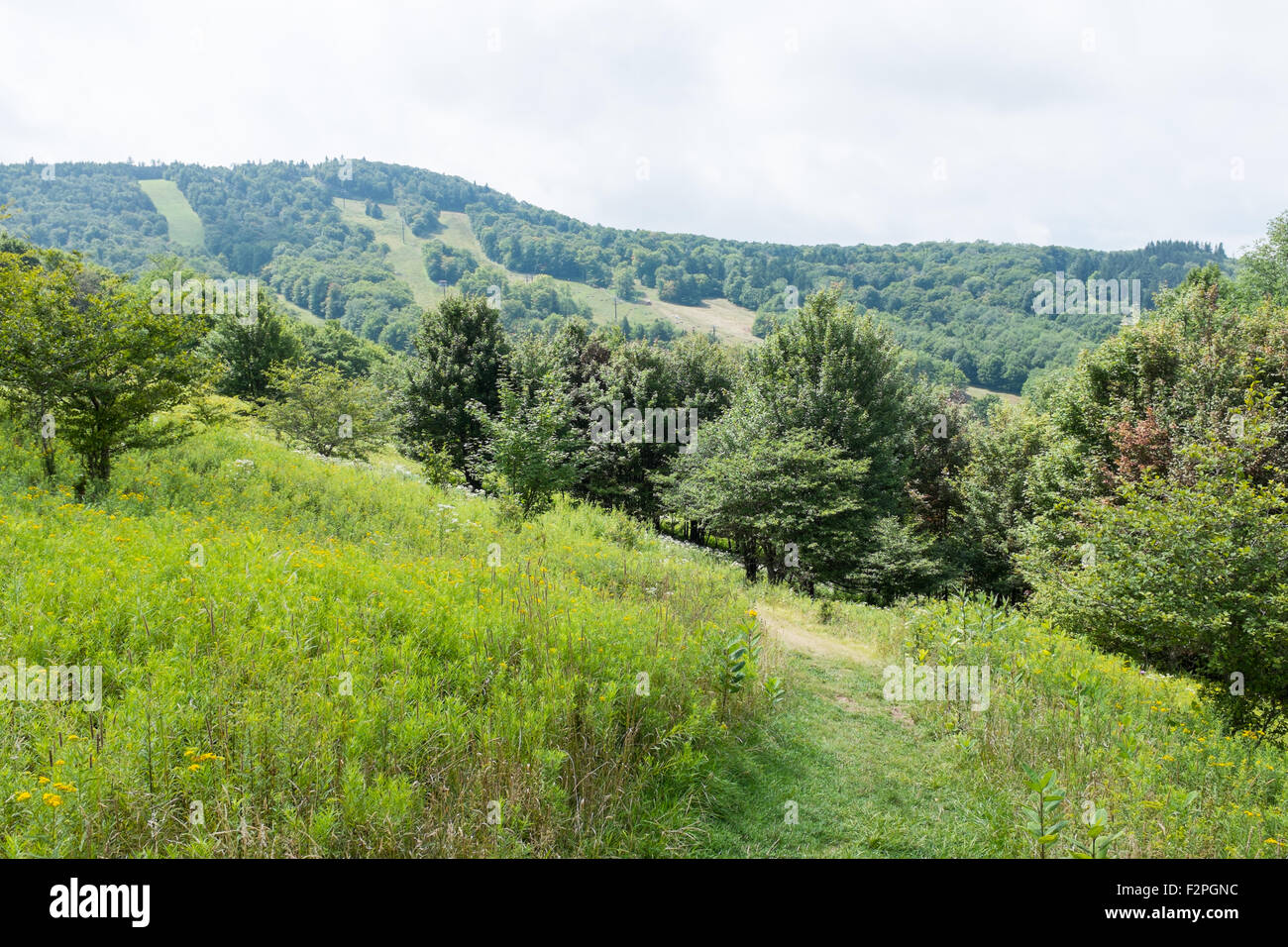 Canaan Valley State Park in West Virginia in the summer Stock Photo