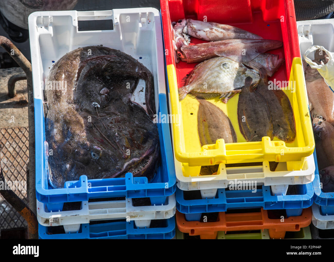 Plastic trays with catch from trawler fishing boat showing angler fish, squid and flatfish on quay of auction market in harbour Stock Photo