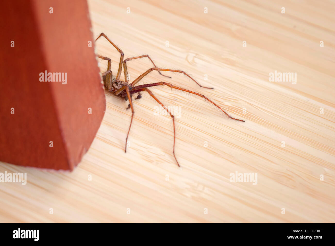 House Spider Tegenaria gigantea behind Chair Leg Stock Photo Alamy