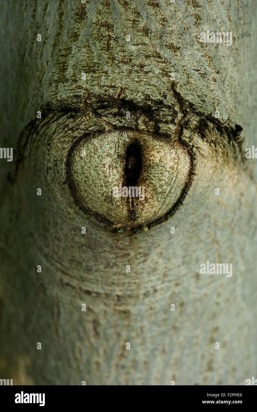 Tree eye of European walnut, close-up Stock Photo