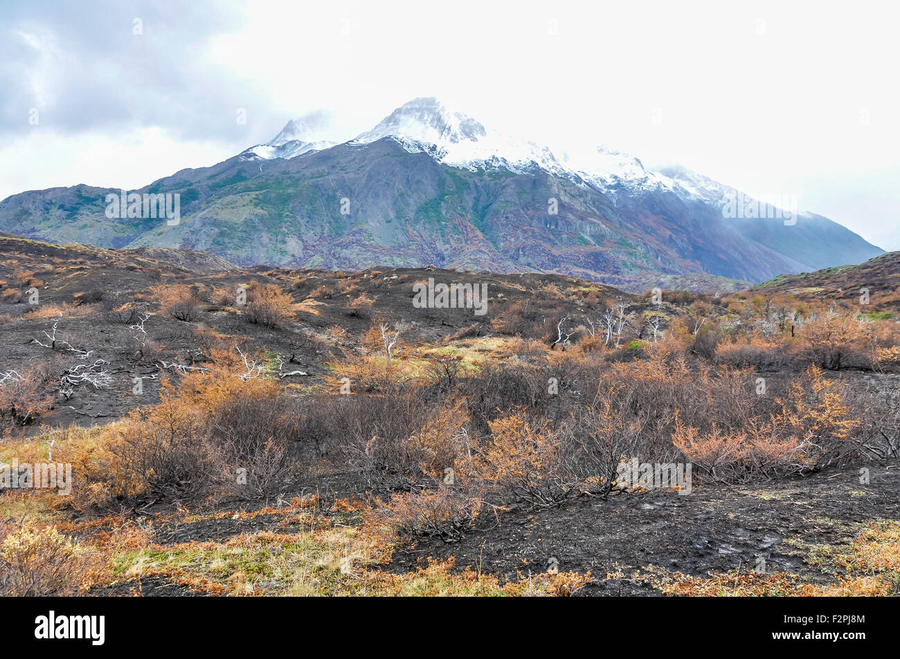 After the fire in the Torres del Paine National Park, Patagonia, Chile  Stock Photo - Alamy, image size:1300x953