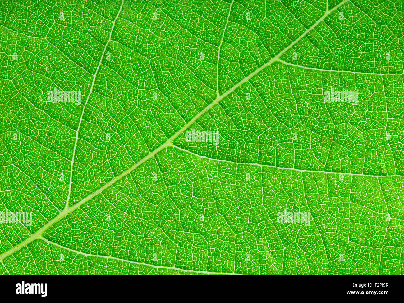 green leaf close-up as a background Stock Photo - Alamy