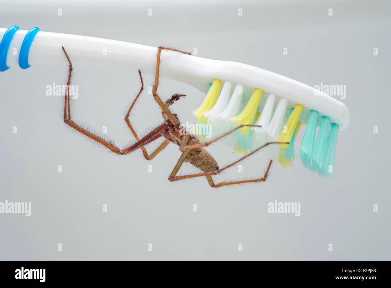 House Spider Tegenaria gigantea on Toothbrush Stock Photo