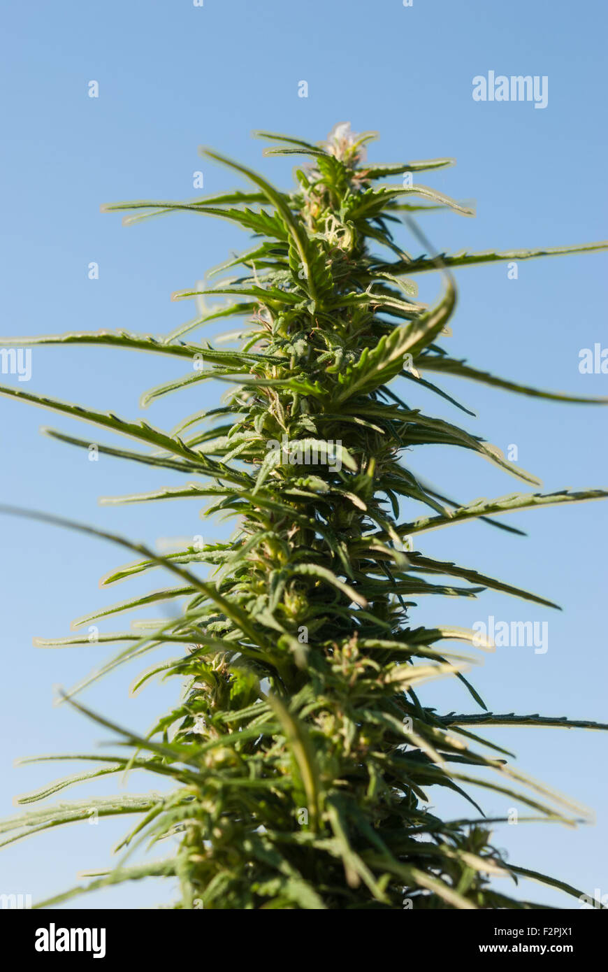 Blooming green hemp (cannabis sativa) with the blue sky as a background closeup. Stock Photo