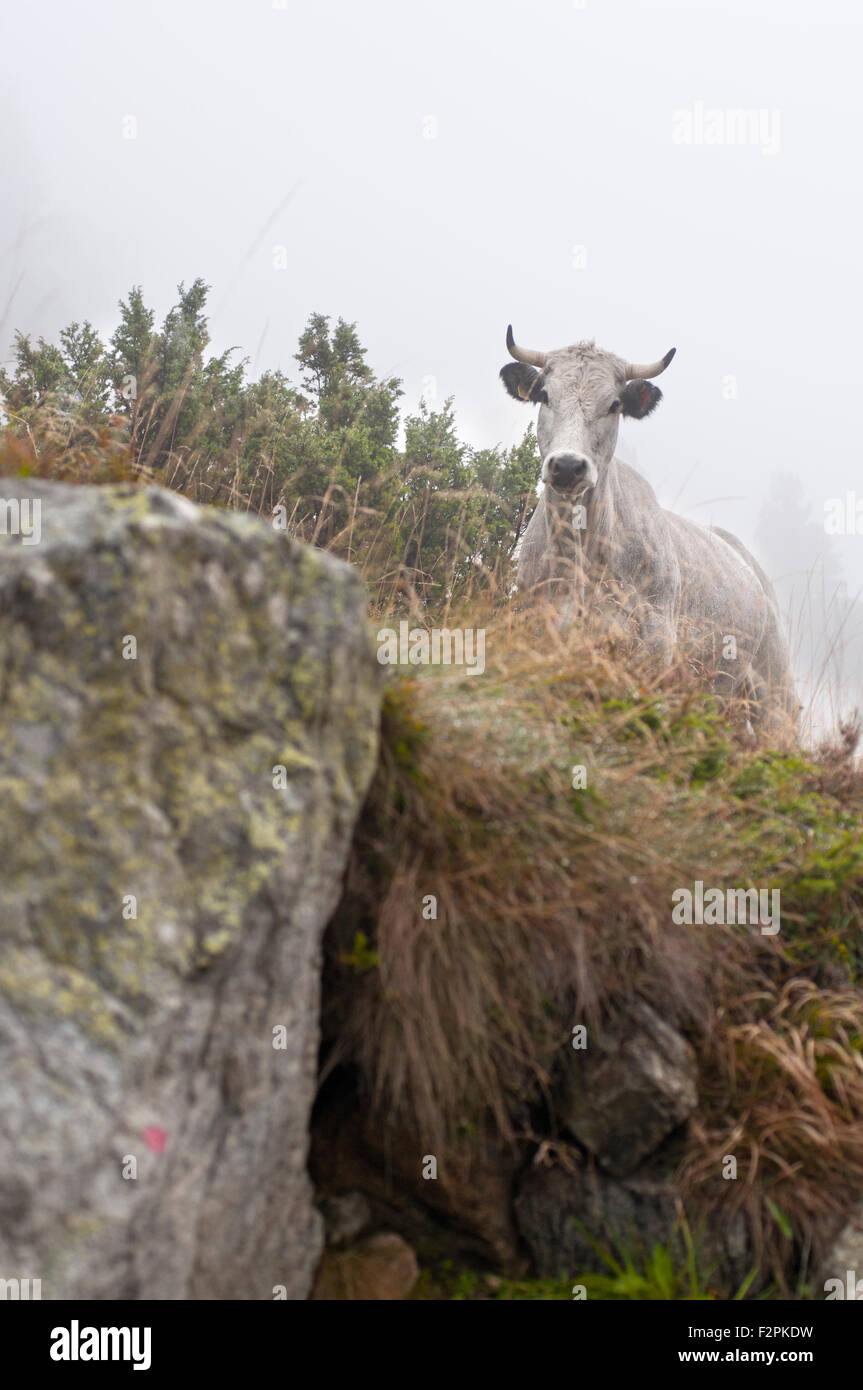 Portrait of Gascon cows near Laparan lake in a foggy day. French