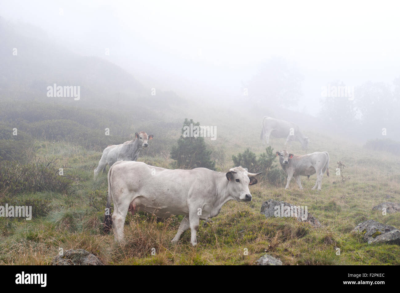 Portrait of Gascon cows near Laparan lake in a foggy day. French