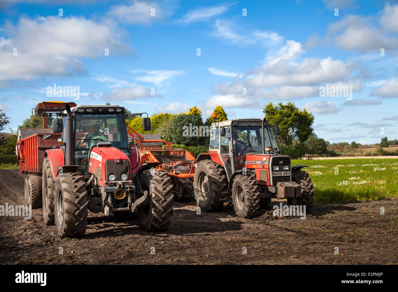 Two Massey Ferguson 390T and 6480 farm tractors being used to harvest ...