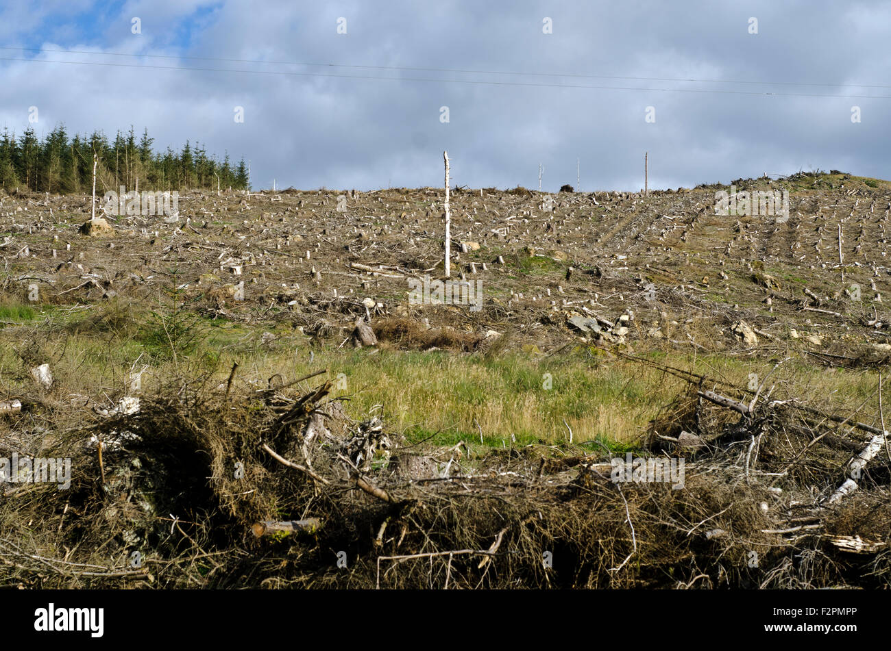 Clear cut area near to Sanquhar , Southern Upland way ,Scotland Stock Photo