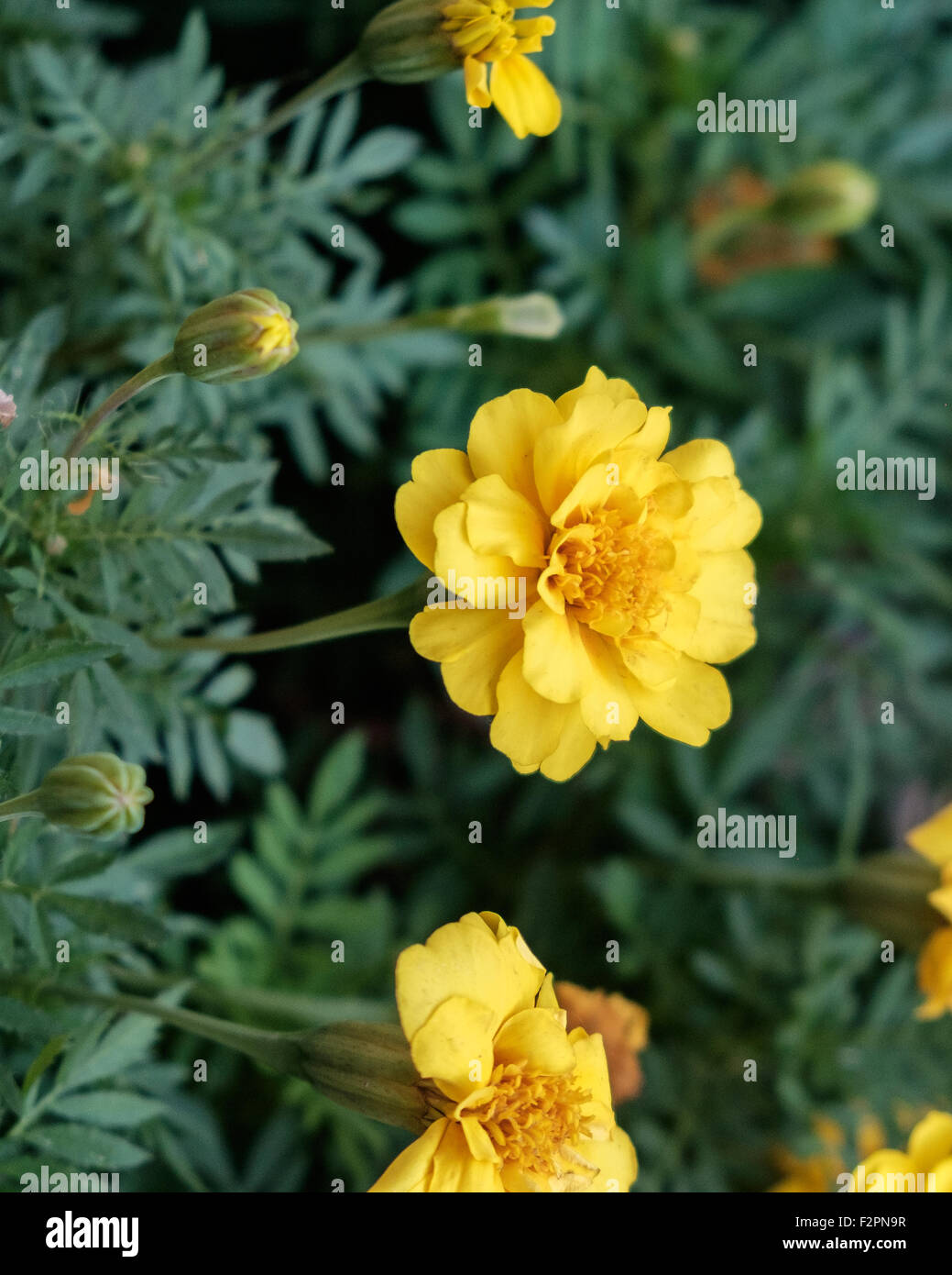Yellow French Marigolds, Tagetes patula, in a flower bed in Oklahoma, USA. Often used as a spice in cuisine. Stock Photo