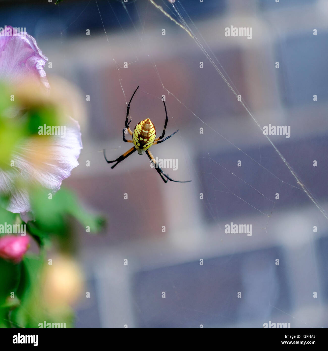 A yellow garden spider, or corn spider, Argiope aurantia,showing its back while on a rose of sharon shrub, Althea, in Oklahoma, USA. Stock Photo