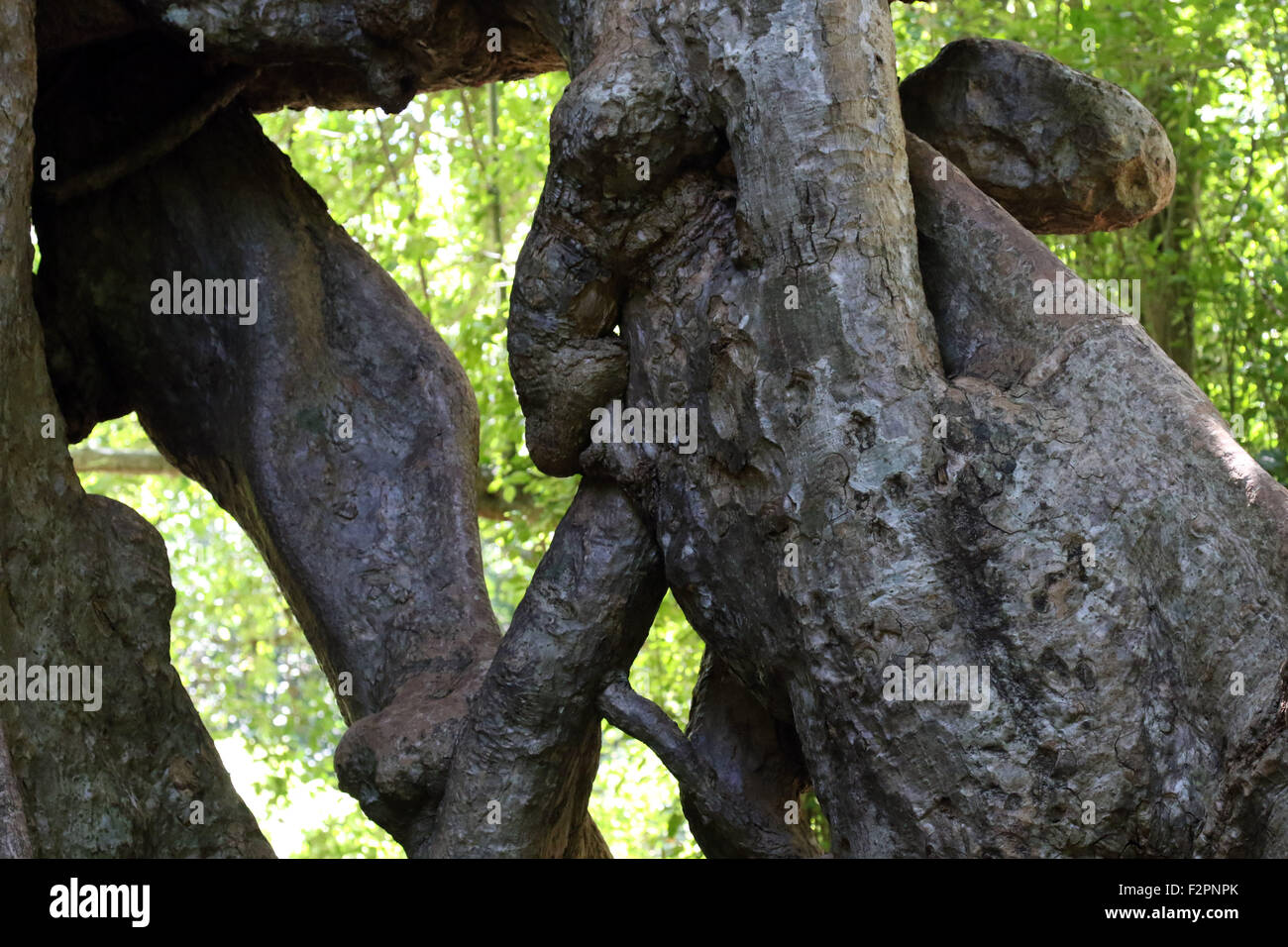 Angkor Thom grounds tree roots figure mouth pipe Stock Photo - Alamy