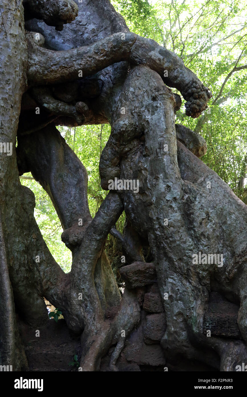 Angkor Thom grounds tree roots figure mouth pipe Stock Photo - Alamy