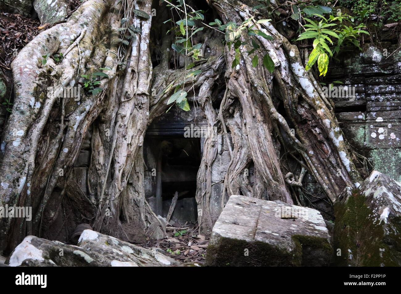 Ta Prohm temple at Angkor, Siem Reap Province, Stock Photo