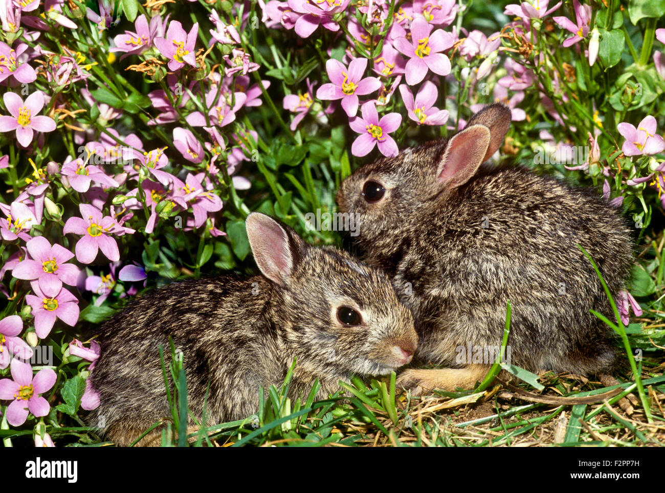 Two baby rabbits cuddle and hide together at the border of the garden in pink verbena flowers, Missouri, USA Stock Photo
