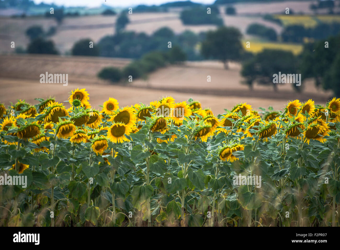 Sunflowers growing in France Stock Photo Alamy