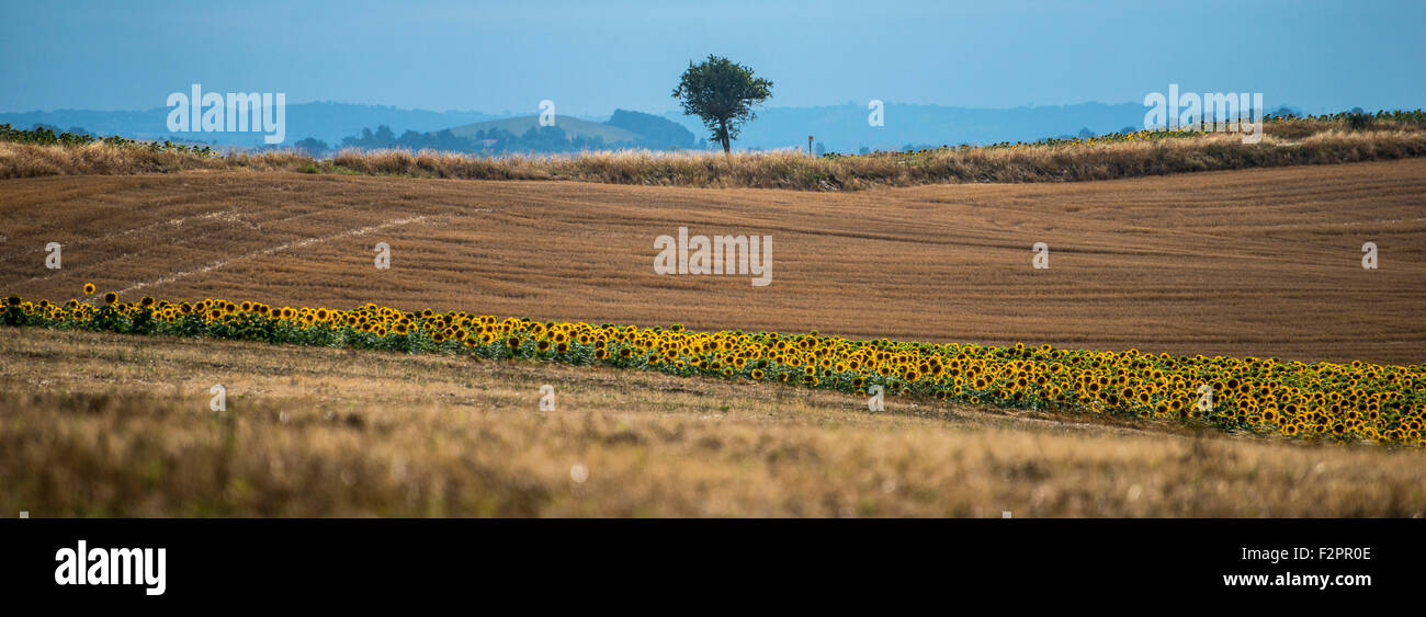Sunflowers growing in France Stock Photo Alamy