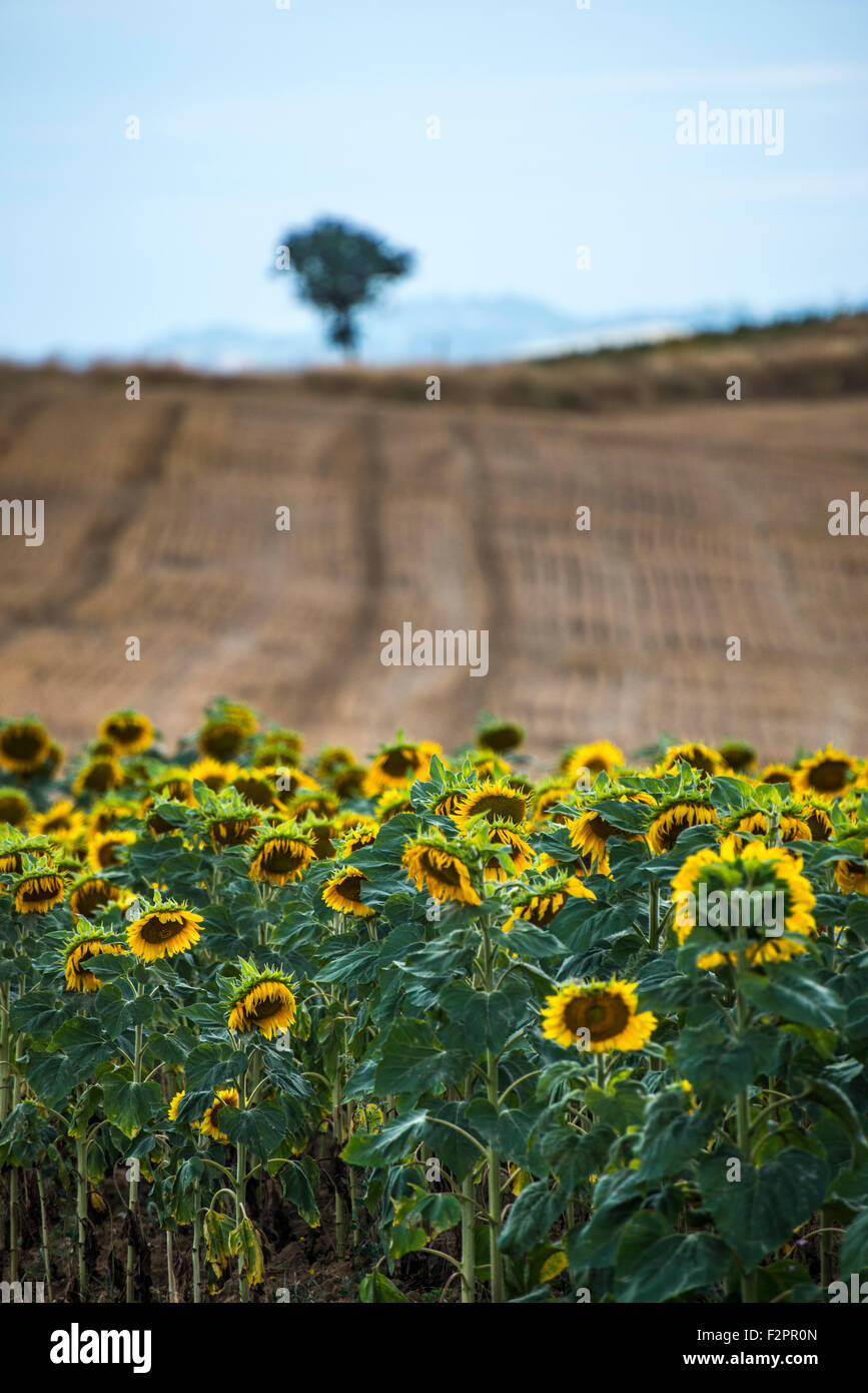 Sunflowers growing in France Stock Photo Alamy