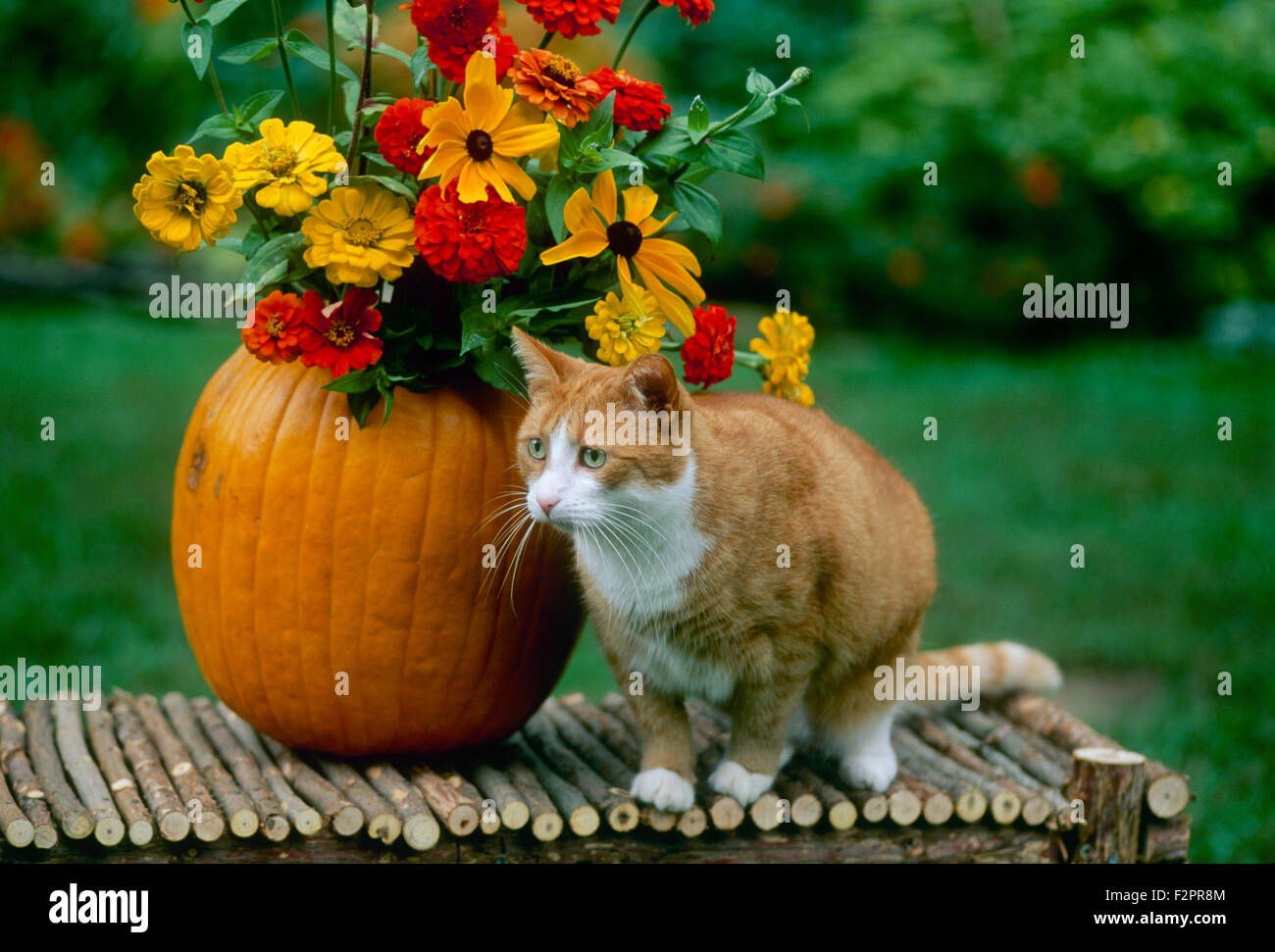 Fall harvest decoration on a bench with an orange tabby cat beside a pumpkin vase filled with late summer flowers on display, Missouri USA Stock Photo