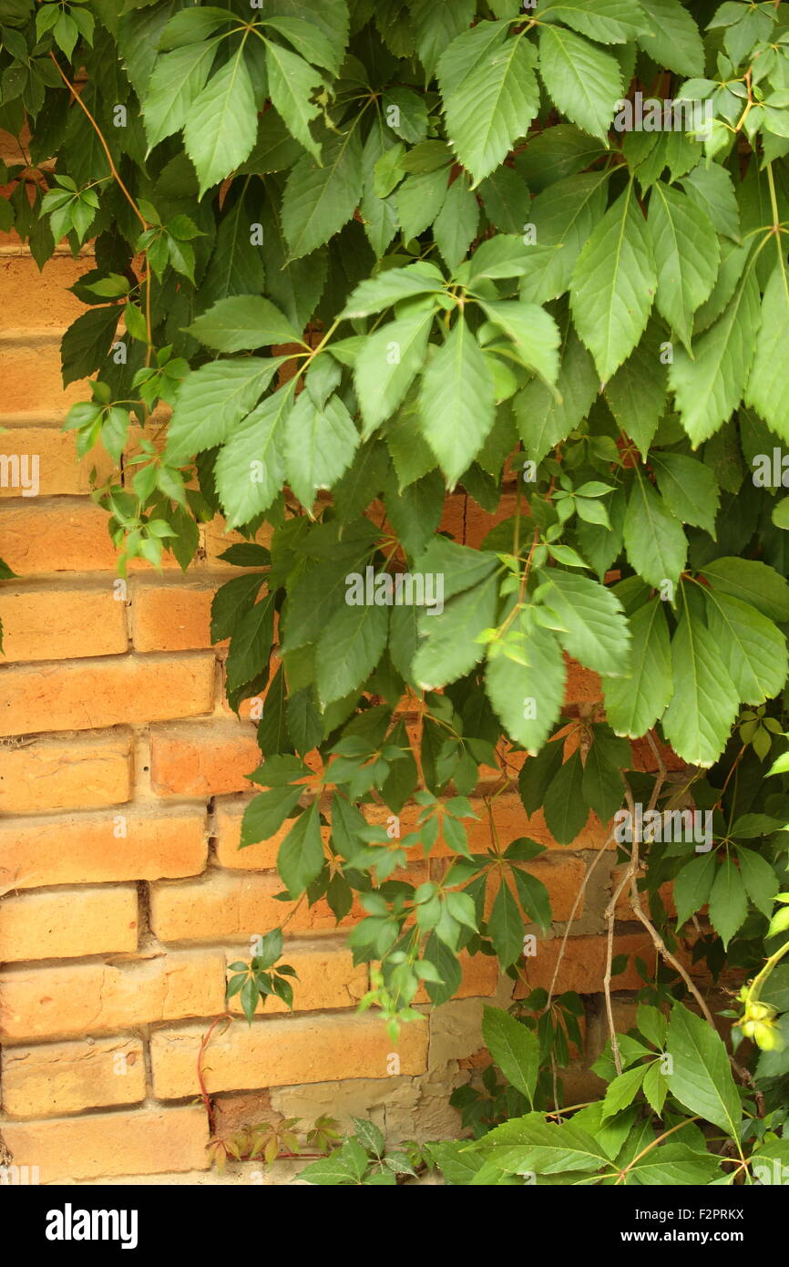 green leaves of wild grape on the wall in the summer Stock Photo