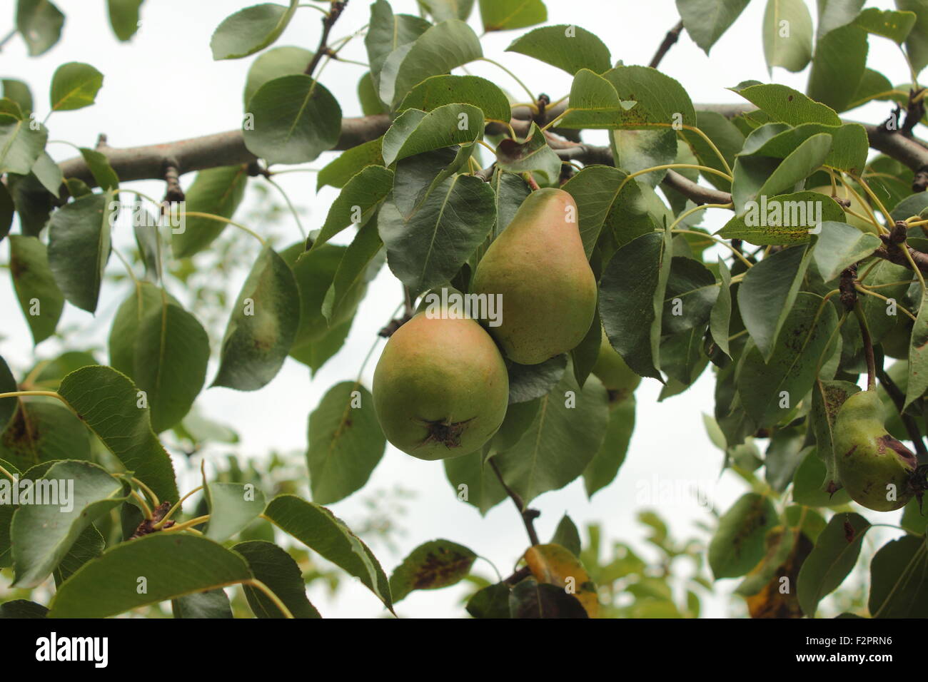Pears on a tree hi-res stock photography and images - Alamy