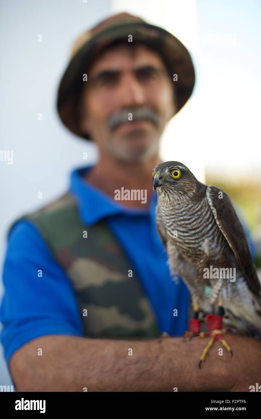 Barbary peregrine falconer tunisia hires stock photography and images