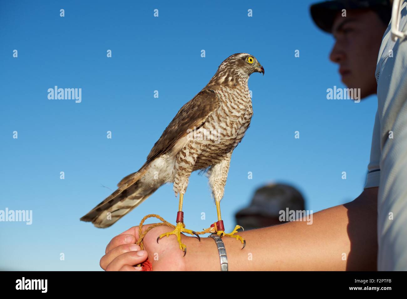 Epervier hires stock photography and images Alamy
