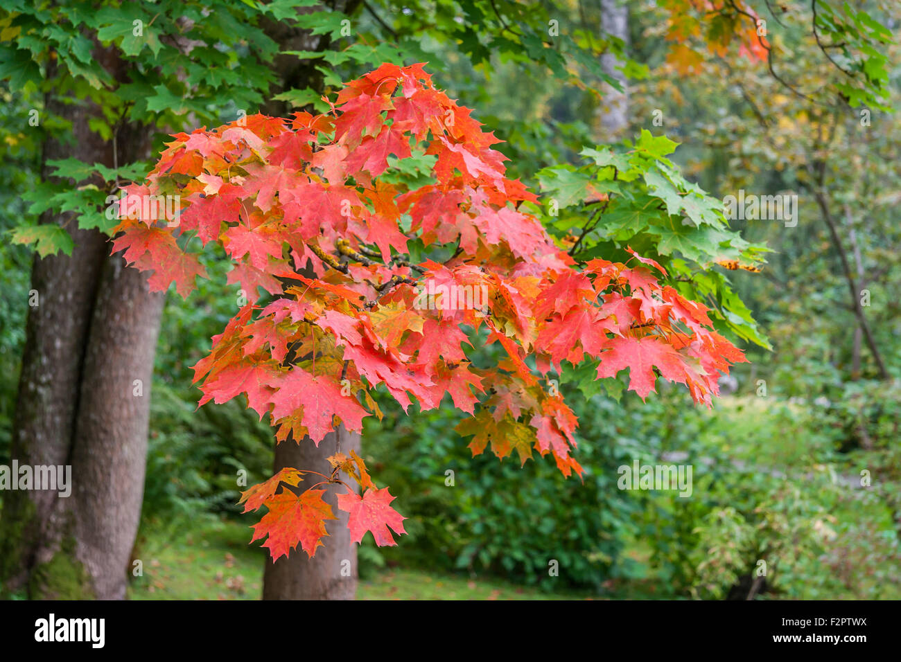 Red maple tree forest hi-res stock photography and images - Alamy