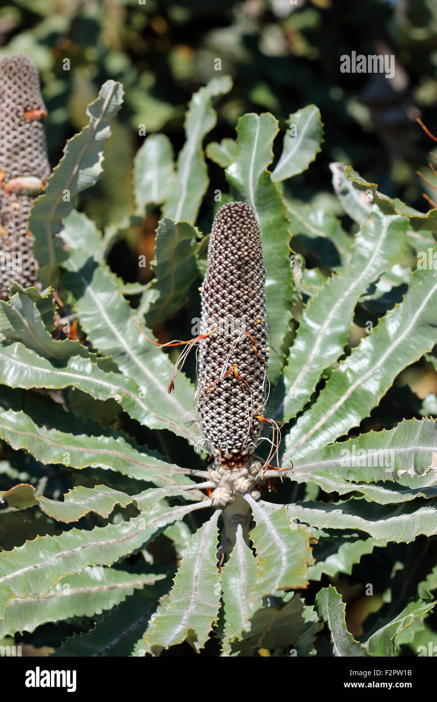 Banksia menziesii or also known as Firewood Banksia Stock Photo