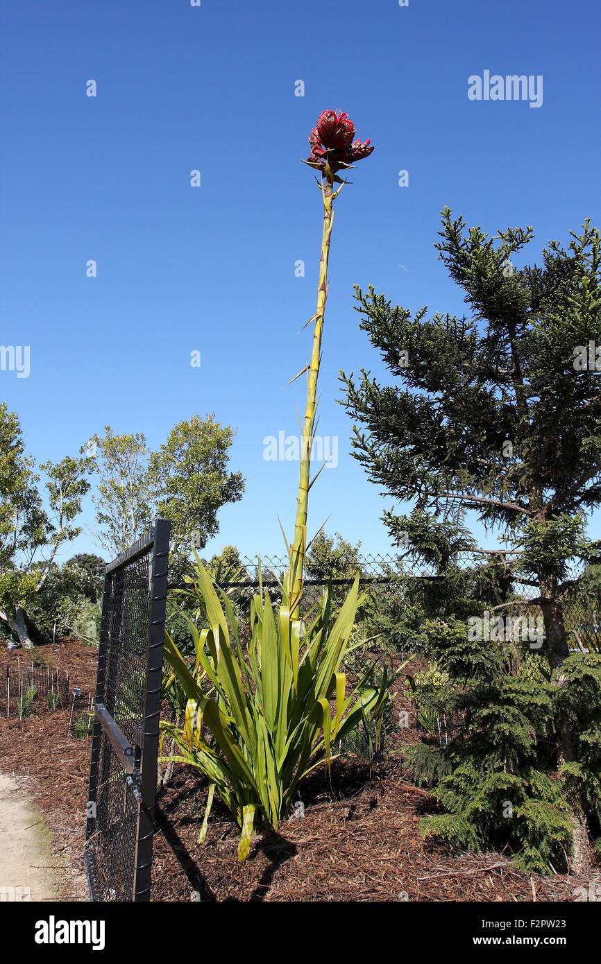 Blooming doryanthes excelsa hires stock photography and images Alamy