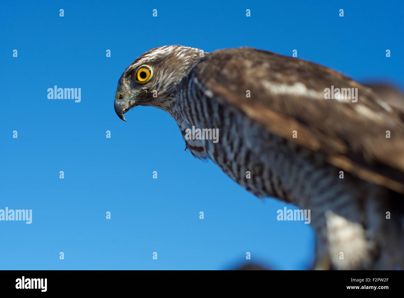 Barbary falcon at the annual Festival de L'epervier or Falconry