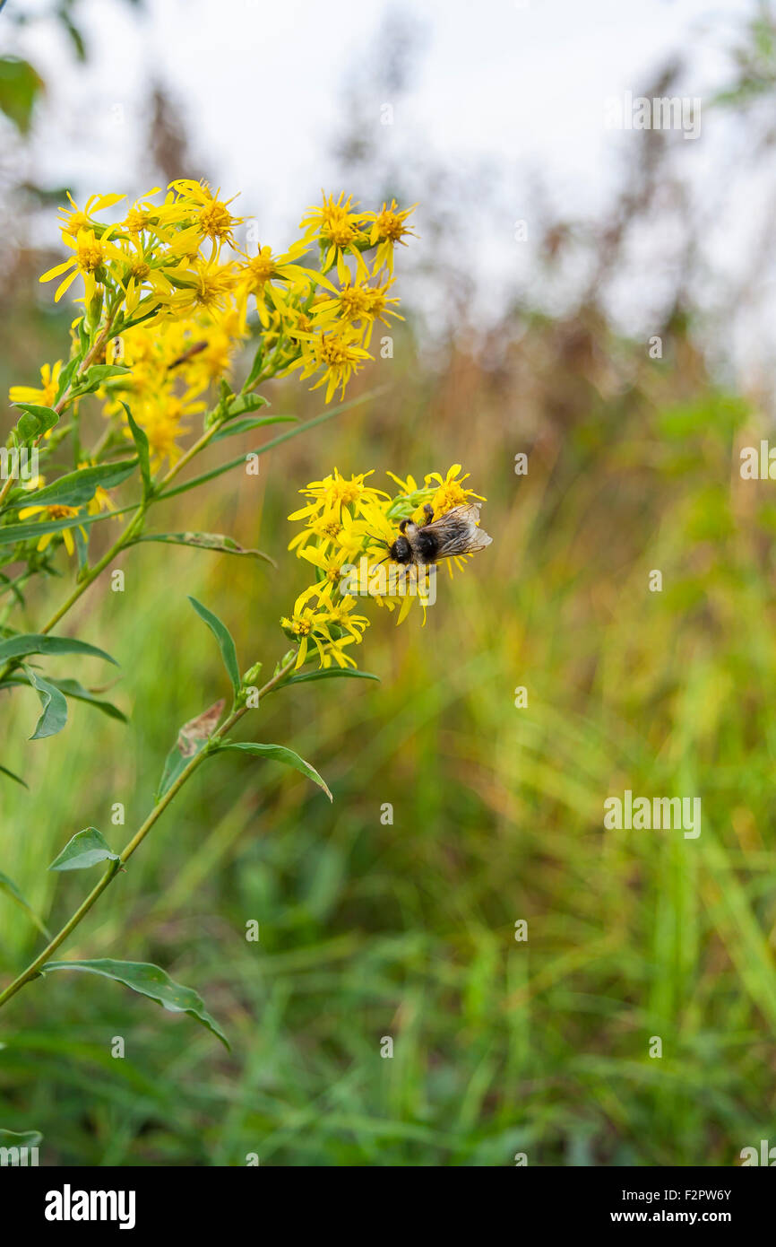 Wild Flowers And Bee Stock Photo - Alamy