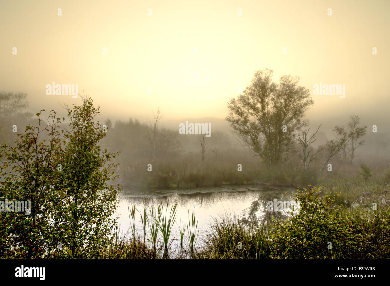 Lanscape of a Misty sunrise over marshland / Bog at Cors Caron Stock Photo