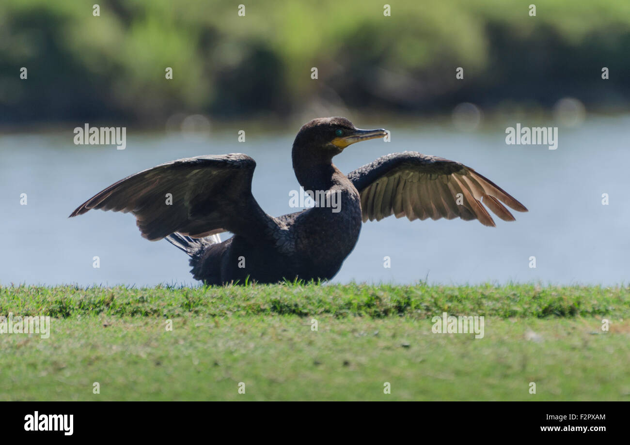 A Double-crested Cormorant (Phalacrocorax auritus) spreds its wings to dry after a feeding foray in the lagoon. Isla Navidad, Ja Stock Photo