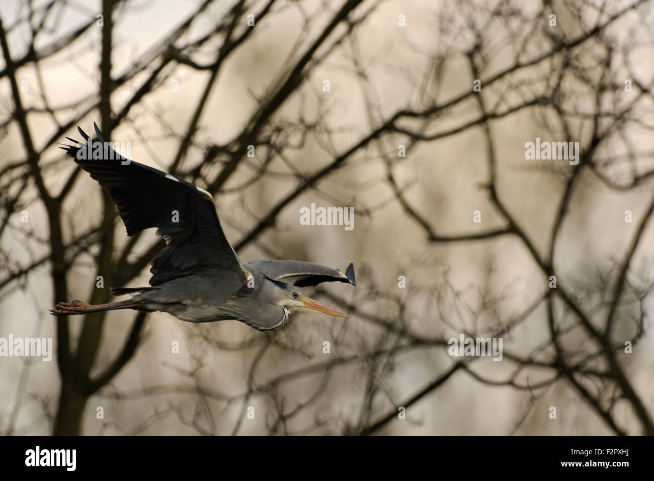 Gray Heron / Grey Heron / Graureiher ( Ardea cinerea ) flies in front of an interesting background. Stock Photo