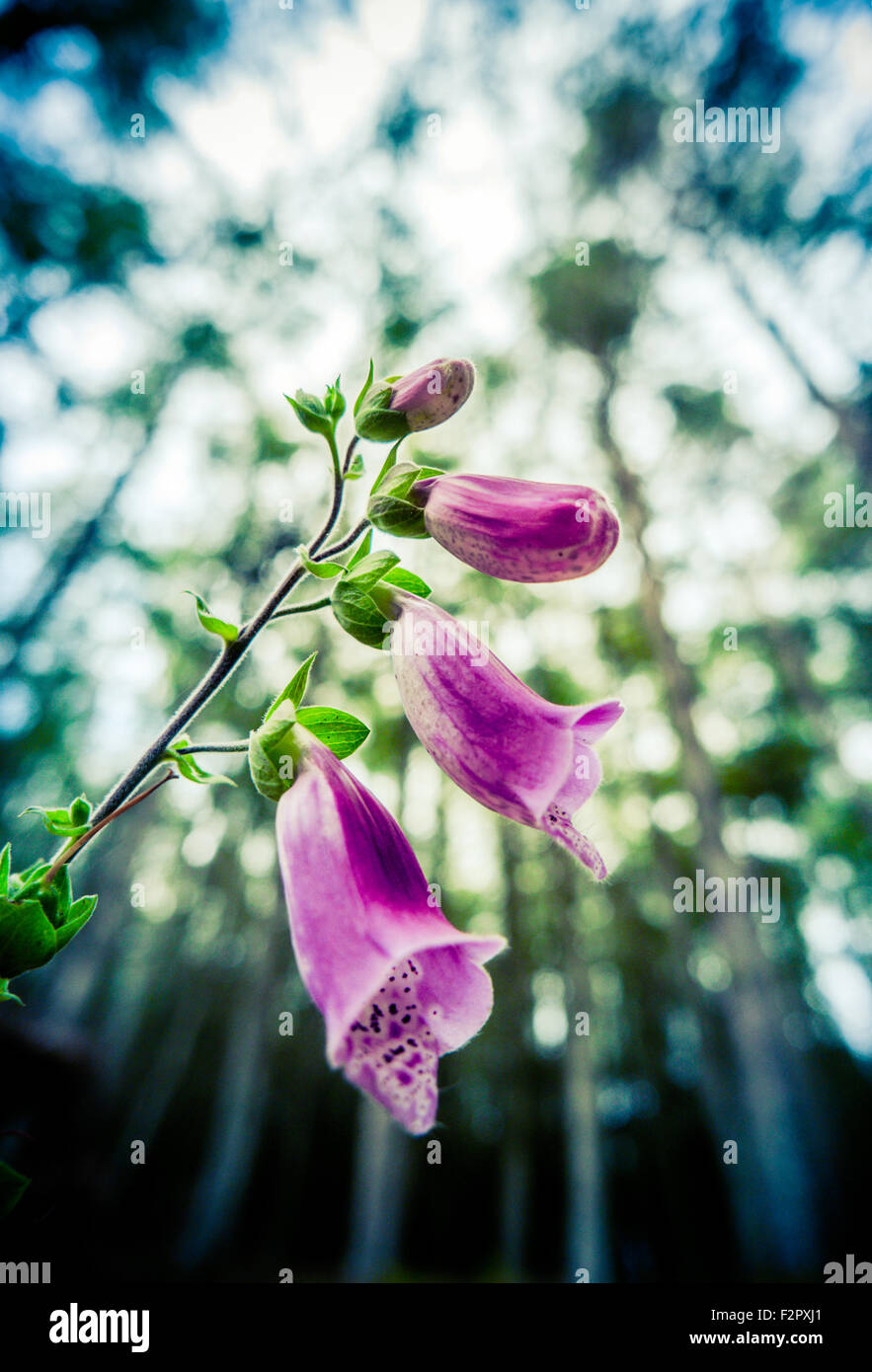 Pink flower of the forest hi-res stock photography and images - Alamy