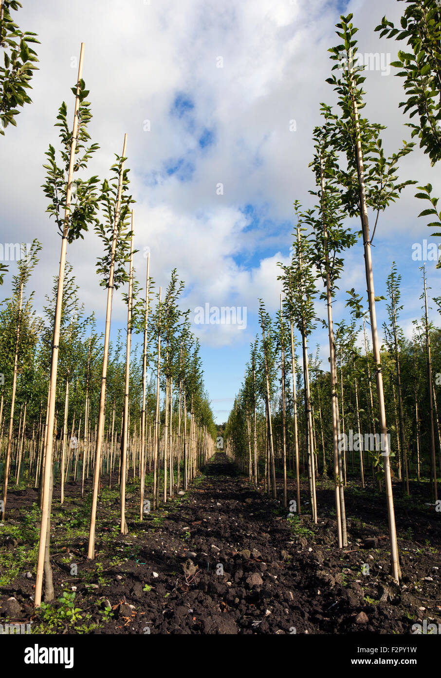 Tree nursery plantation, High Park, Southport, Merseyside Stock Photo