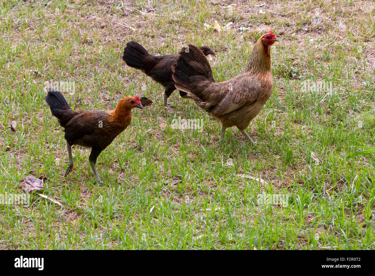 Feral chickens (Gallus gallus domesticus) at Makena Landing Park, Maui