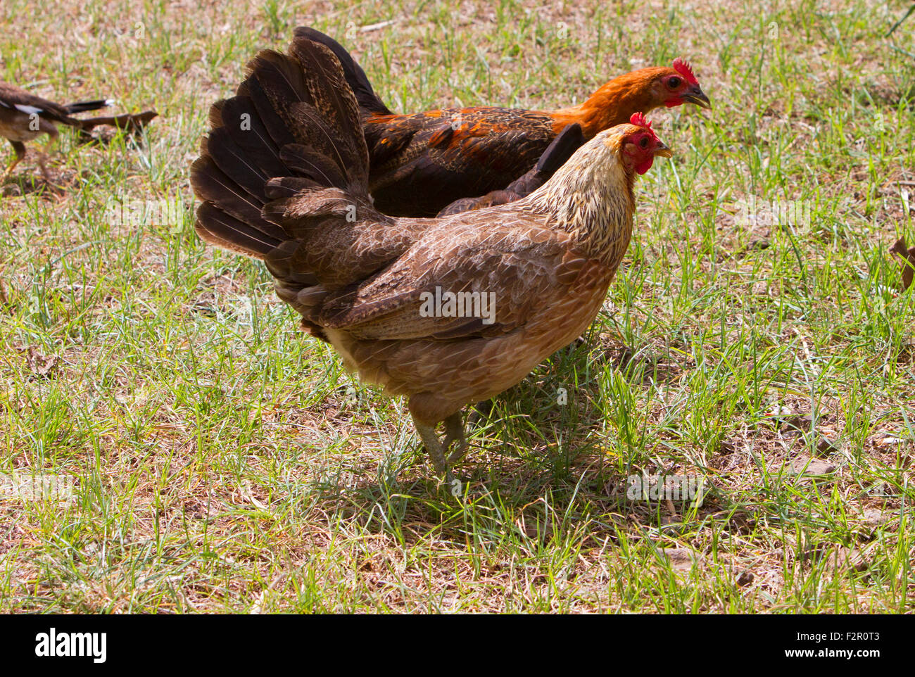 Feral chickens (Gallus gallus domesticus) at Makena Landing Park, Maui