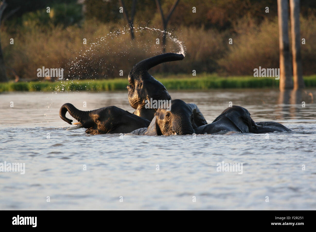 African Elephant in the middle of a lake, with one tossing water over it's head. Stock Photo