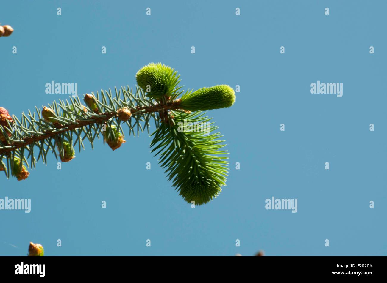 Spring buds on a fir tree photographed in Shelton, WA, Mason County, USA. Stock Photo