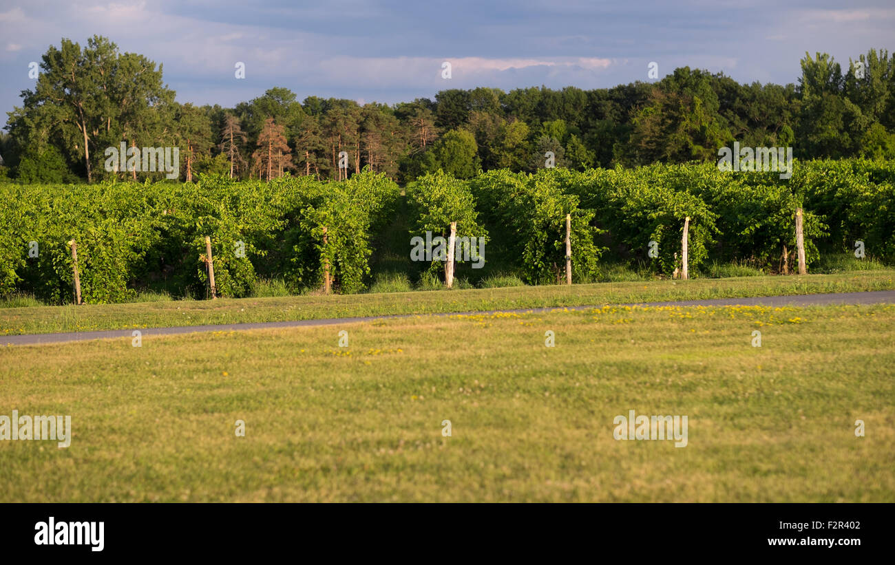 Vines at the vinyard Stock Photo Alamy