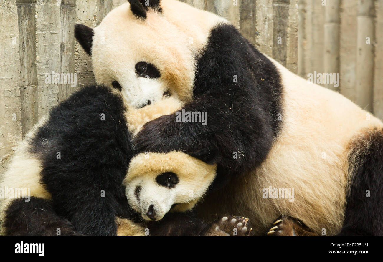 Panda baby mother hires stock photography and images Alamy